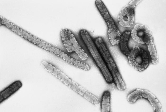Nhiễm virus Marburg chảy máu nặng, chết vẫn lây: Việt Nam có dễ bùng dịch?