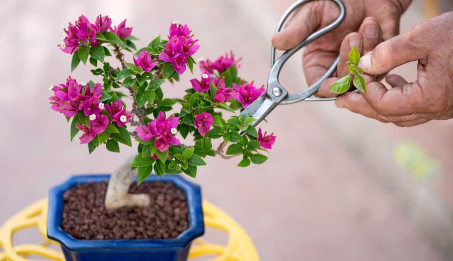 Mùa đông, làm điều này với cây hoa giấy, đến Tết là hoa bung nở rực rỡ