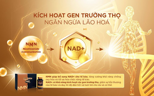 BÍ QUYẾT HỖ TRỢ NGĂN NGỪA LÃO HOÁ TOÀN DIỆN VỚI NMN